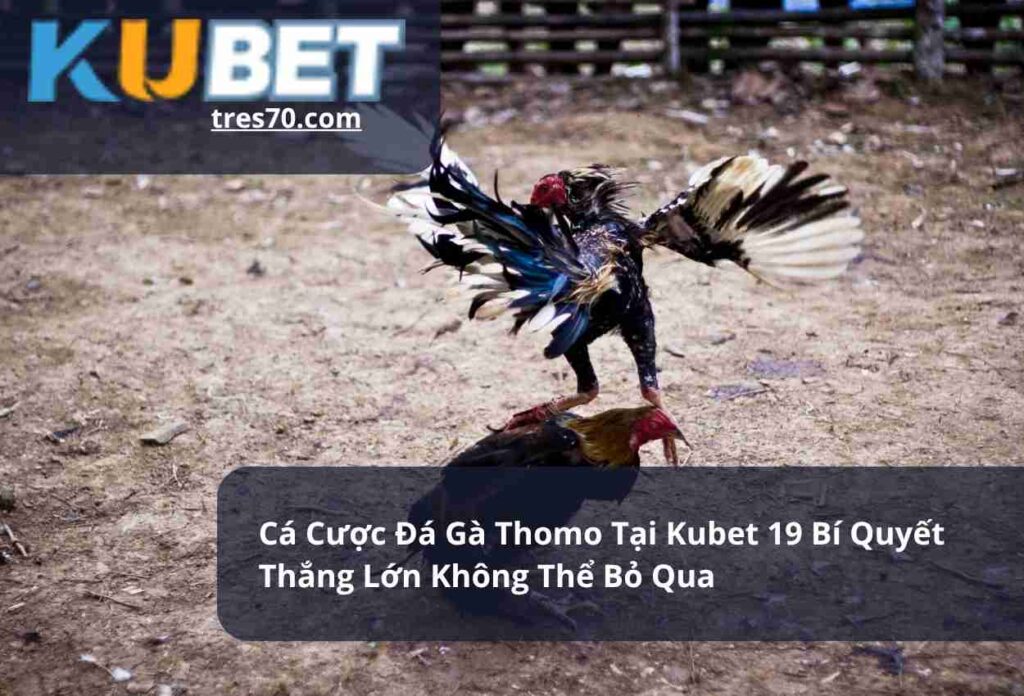 Cá Cược Đá Gà Thomo Tại Kubet 19 Bí Quyết Thắng Lớn Không Thể Bỏ Qua